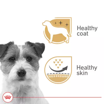 Product Royal Canin Canine Health Nutrition Beauty Adult Dog Loaf in Sauce Wet Food - 5.2 oz
