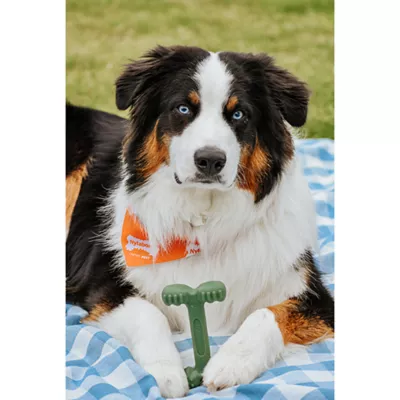 Product Nylabone® Power Chew Durable Dog Toy, Bacon Flavor
