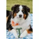 Product Nylabone® Power Chew Durable Dog Toy, Bacon Flavor