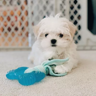 Product Nylabone® Teething Puppy Chew Freezer Bone Dog Toy - Peanut Butter Flavor