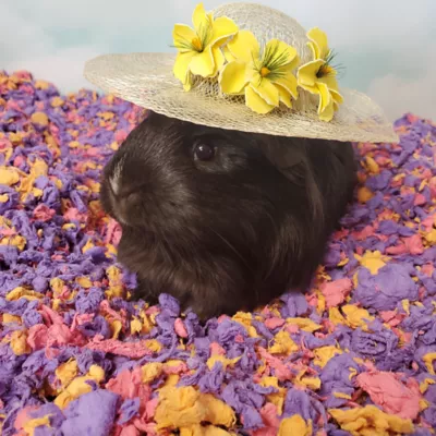 Product carefresh® Special Edition Small Pet Bedding - Beach Party