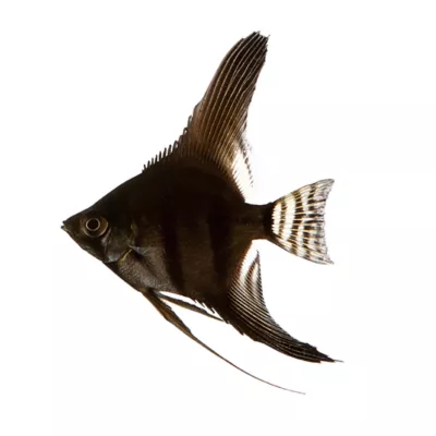 Product Black Angel Fish