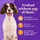 Product Halo Healthy Grains Adult Wet Dog Food - Chicken Recipe in Broth, 5.5 oz