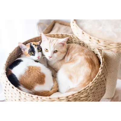 Product PetPals 23-in Paper Rope Hand Woven Condo & Perch Cat Tree, Natural