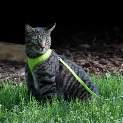 Product Coastal Pet Products Comfort Soft Adjustable Cat Harness with 6-ft Leash