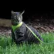 Product Coastal Pet Products Comfort Soft Adjustable Cat Harness with 6-ft Leash