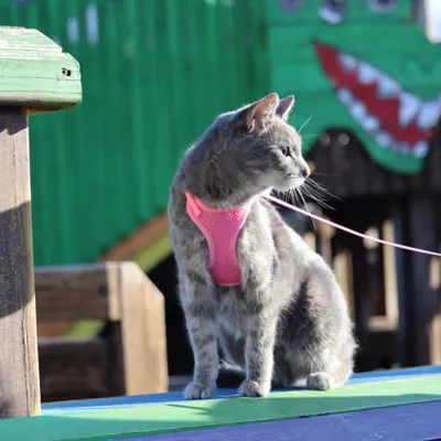 Product Coastal Pet Products Comfort Soft Mesh Adjustable Cat Harness