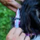 Product Coastal Pet Products Personalized Secure Away Adjustable Flea & Tick Collar Protector