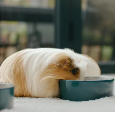 Product Science Selective Guinea Pig Food