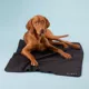 Product PAIKKA Far-Infrared Recovery Dog Blanket