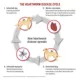 Product Tri-Heart Plus Chewable Tablets for Dogs 1-25 lbs Blue - 6 Month or 12 Month Supply