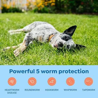 Product Interceptor Plus Chewable Tablets for Dogs - 25.1-50 lbs, Yellow Box