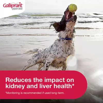 Product Galliprant Tablets for Dogs - 20mg