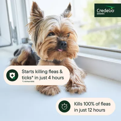 Product Credelio Flea & Tick Chewable Tablets for Dogs & Puppies 4.4-6 lbs (56.25 mg) Yellow