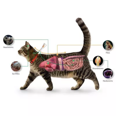 Product Advantage Multi for Cats 5.1-9 lbs