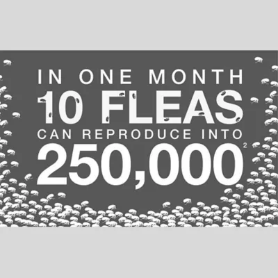 Product Advantage Multi for Cats 5.1-9 lbs