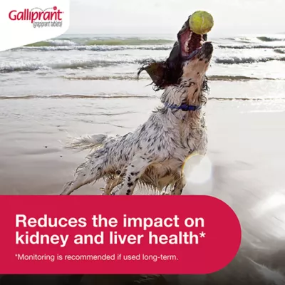 Product Galliprant Tablets for Dogs - 60mg