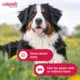 Product Galliprant Tablets for Dogs - 60mg