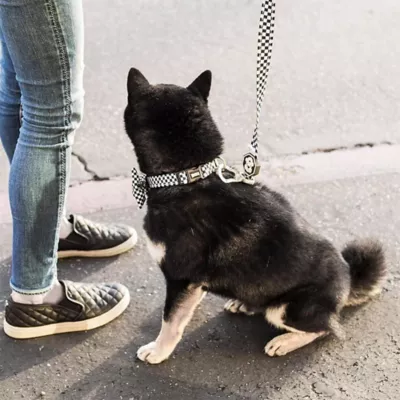 Product Fresh Pawz Checkerboard Dog Collar