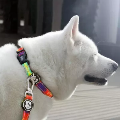 Product Fresh Pawz Tie Dye Dog Collar