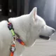 Product Fresh Pawz Tie Dye Dog Collar