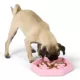 Product Top Paw® Puzzle Slow Feeder Dog Bowl