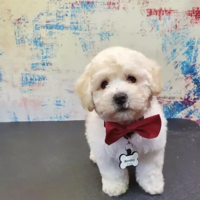 Product SiliDog The Silent Dog Tag Personalized Silicone Bone Dog ID Tag