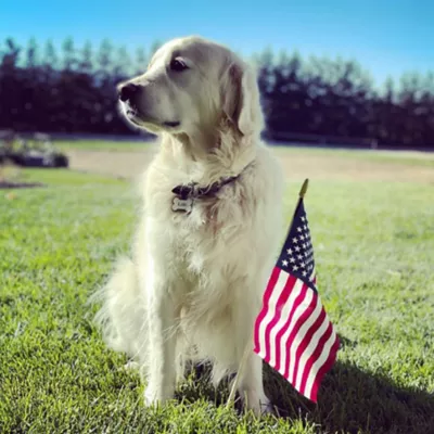 Product SiliDog The Silent Dog Tag Personalized Silicone Bone Dog ID Tag