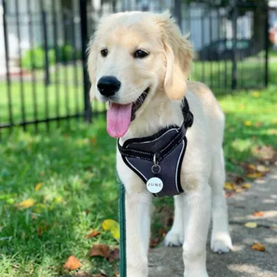 Product SiliDog The Silent Dog Tag Personalized Silicone Circle Dog & Cat ID Tag