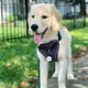 Product SiliDog The Silent Dog Tag Personalized Silicone Circle Dog & Cat ID Tag