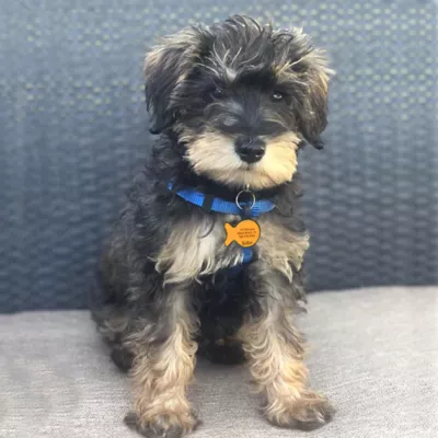 Product SiliDog The Silent Dog Tag Personalized Silicone Goldfish Cat ID Tag