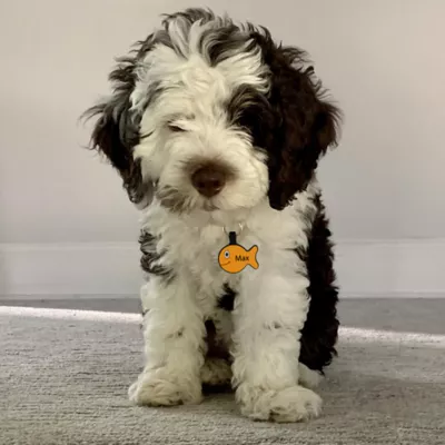 Product SiliDog The Silent Dog Tag Personalized Silicone Goldfish Cat ID Tag