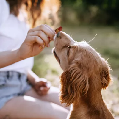 Product Smartbones Twists Chicken Wrapped Dog Chew Treats - Sirloin