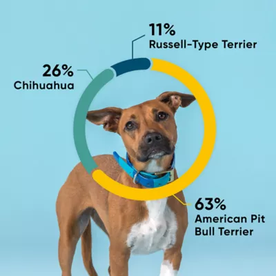Product Embark Breed Identification Dog DNA Test