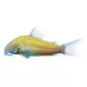Product GloFish® Sunburst Orange Cory