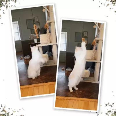 Product Meowijuana® Jump 'n' Jamb Get the Monkey Off Your Back Refillable Door Jamb Cat Toy - Catnip