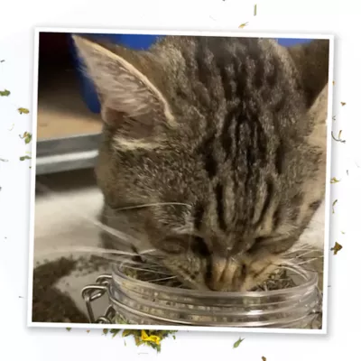 Product Meowijuana® Daydreamer Mix Jar - Catnip, Chamomile, and Sunflower Petal Blend