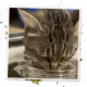 Product Meowijuana® Daydreamer Mix Jar - Catnip, Chamomile, and Sunflower Petal Blend