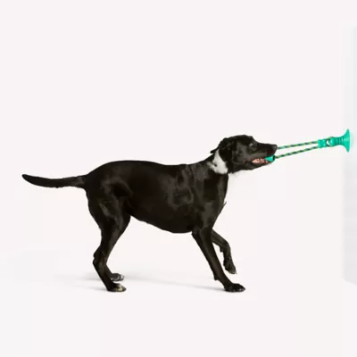 Product Joyhound® Game On Suction Cup Tug Dog Toy