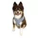 Product Hip Doggie Ultra Comfort Reflective Vest Dog Harness
