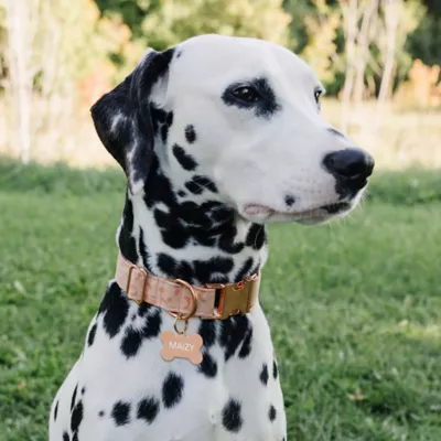 Product TagWorks® Extra Large Rose Gold Bone Pet ID Tag