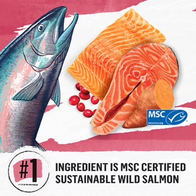 Product Beyond Grain Free Indoor Cat Food - Wild-Caught Salmon & Egg, 2.26 kg