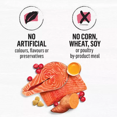 Product Beyond Grain Free Indoor Cat Food - Wild-Caught Salmon & Egg, 2.26 kg