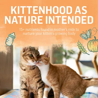 Product Beyond Dry Kitten Food Chicken & Oat Meal Recipe, 1.36 kg