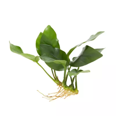 Product Top Fin® Anubias Barteri Live Aquatic Plant