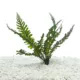 Product Top Fin® Borneo Fern Live Aquatic Plant