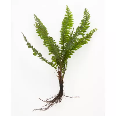 Product Top Fin® Borneo Fern Live Aquatic Plant