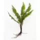 Product Top Fin® Borneo Fern Live Aquatic Plant