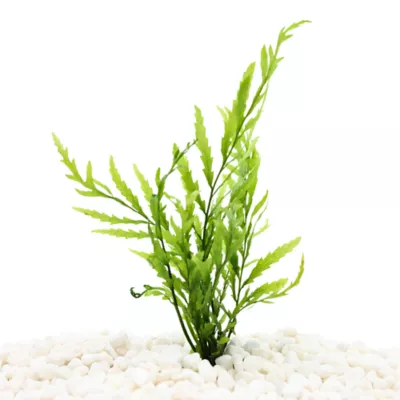 Product Top Fin® African Water Fern Live Plant