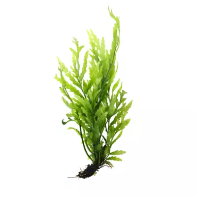 Product Top Fin® African Water Fern Live Plant